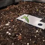 Living Soil Z42 FastBuds