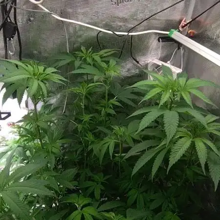 Lemon Mandarin