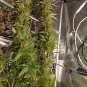 Lemon Mandarin