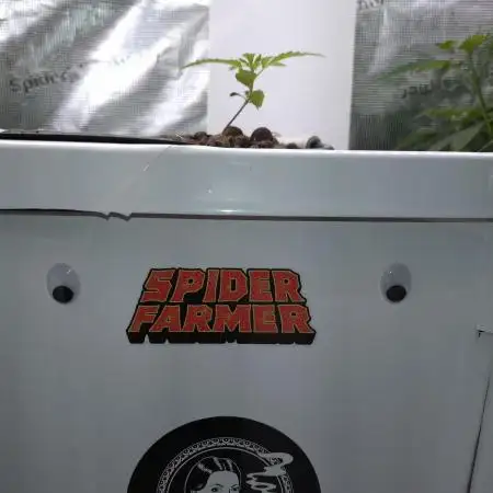 Tropical Butter Sause - DWC
