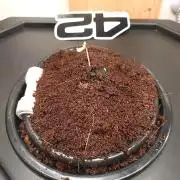 First Dwc Grow Souer Jealousy Auto