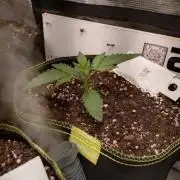 Living Soil Mendo Frost