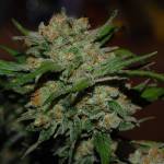 Sweet's Cream Mandarine / Coco Grow