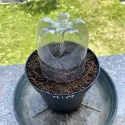 Third outdoor crop