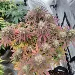 Seedsman 
