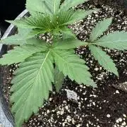 Hollywood Skunk Strayfox