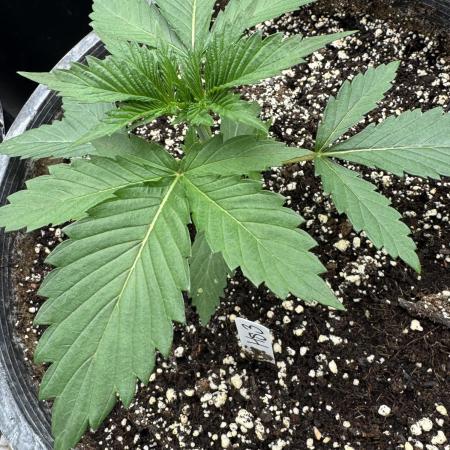 Hollywood Skunk by Strayfox