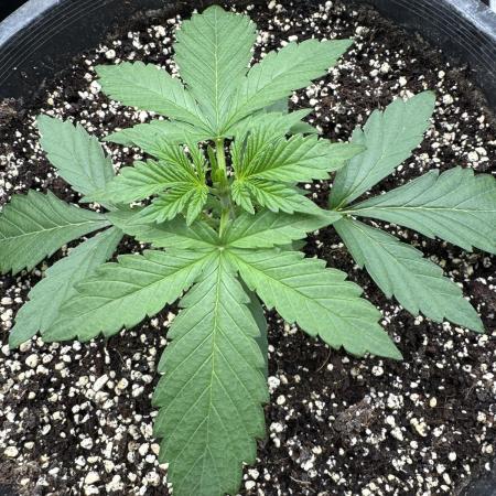 Diamond Killerz by Strayfox