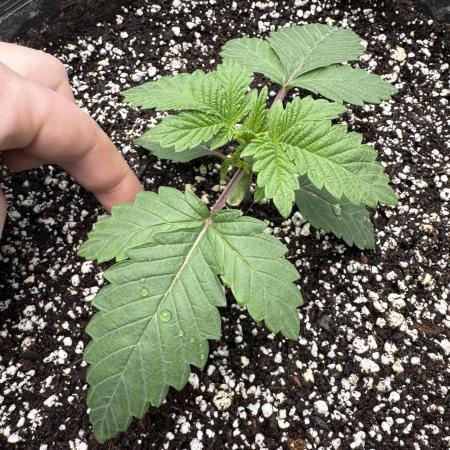 Thai Stick Skunk by Kaotic Seeds