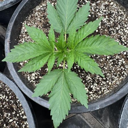 Hippy Oil by Strayfox