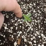 Hollywood Skunk Strayfox