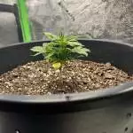 Second grow 