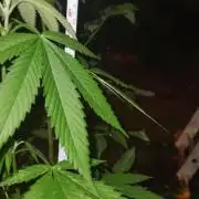 Lemon Tree