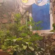 Lemon Tree