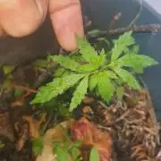 World smallest