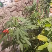 Lemon Tree