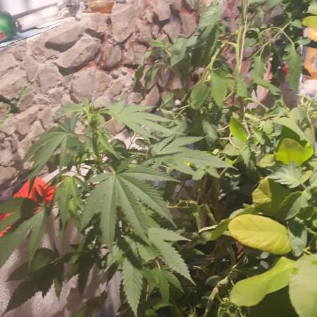 Lemon Tree