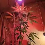 Bob, Claire, Ivory, Sugar