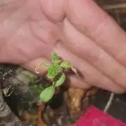 World smallest