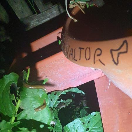 Eleonor