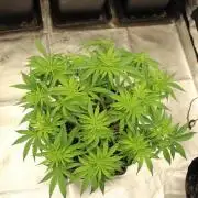 MOBY DICK - Barney's farm