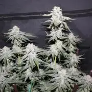 LSD - Barney's Farm