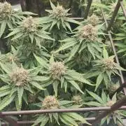 MOBY DICK - Barney's farm