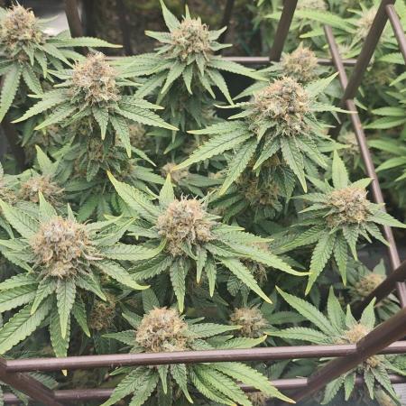 MOBY DICK - Barney's farm