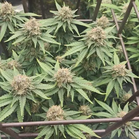 MOBY DICK - Barney's farm