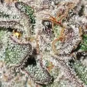 LSD - Barney's Farm