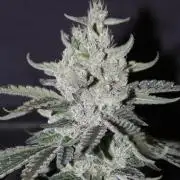 WEMBLEY X MENDOCINO Pyramid Seeds