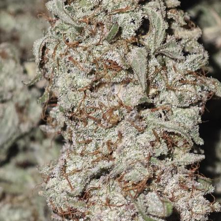 GORILLA ZKITTLEZ - Barney's Farm