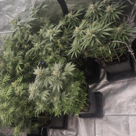 BUBBA KUSH - Barney's Farm