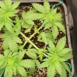 MOBY DICK - Barney's farm