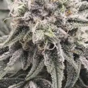 LSD - Barney's Farm