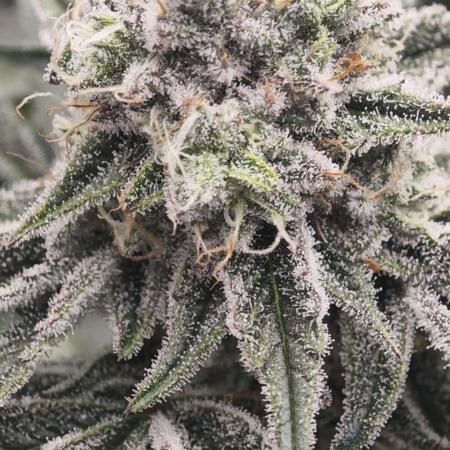 LSD - Barney's Farm