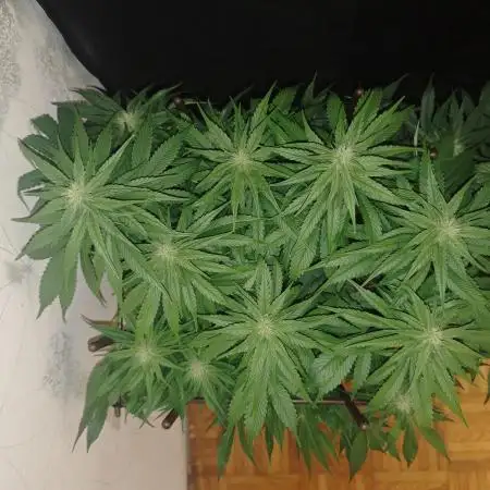 GORILLA ZKITTLEZ - Barney's Farm