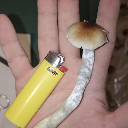 MOBY DICK - Barney's farm