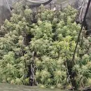 MOBY DICK - Barney's farm