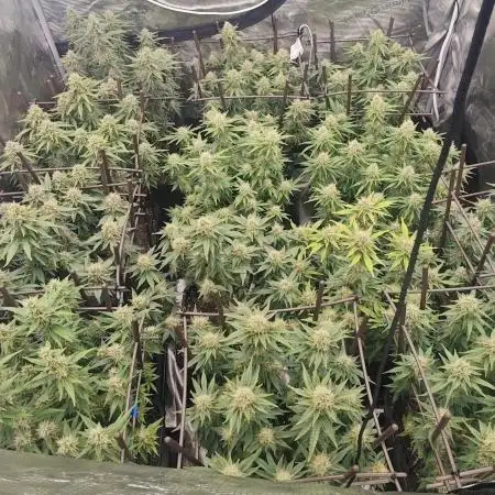 MOBY DICK - Barney's farm