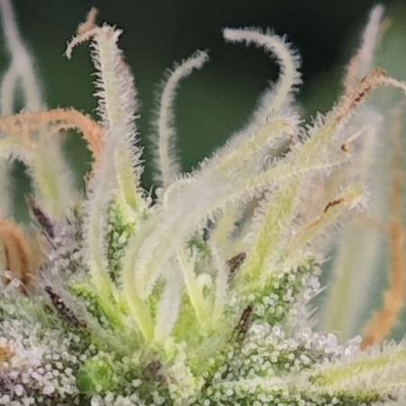 MOBY DICK - Barney's farm