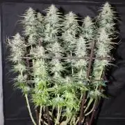 GORILLA ZKITTLEZ - Barney's Farm