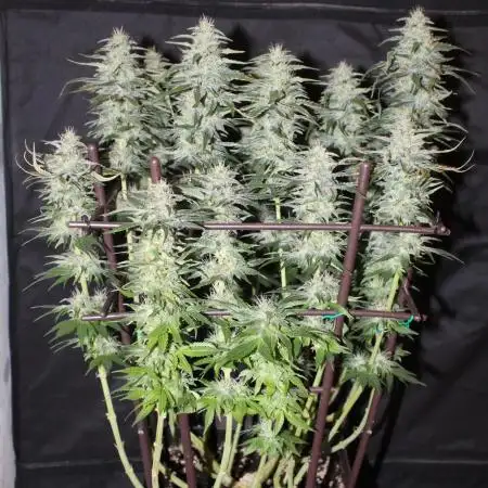 GORILLA ZKITTLEZ - Barney's Farm