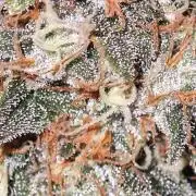 SUPER OG KUSH FAST - Pyramid Seeds