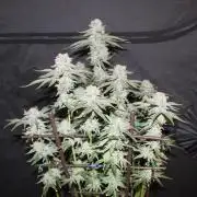 LSD - Barney's Farm