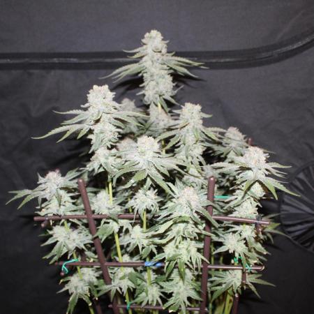 LSD - Barney's Farm