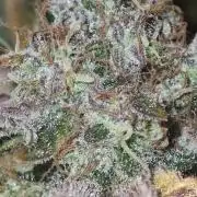 MOBY DICK - Barney's farm