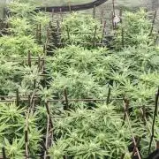 MOBY DICK - Barney's farm