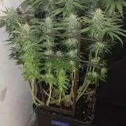 GORILLA ZKITTLEZ - Barney's Farm