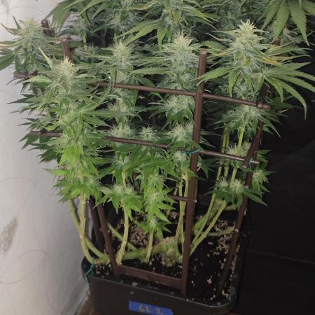 GORILLA ZKITTLEZ - Barney's Farm
